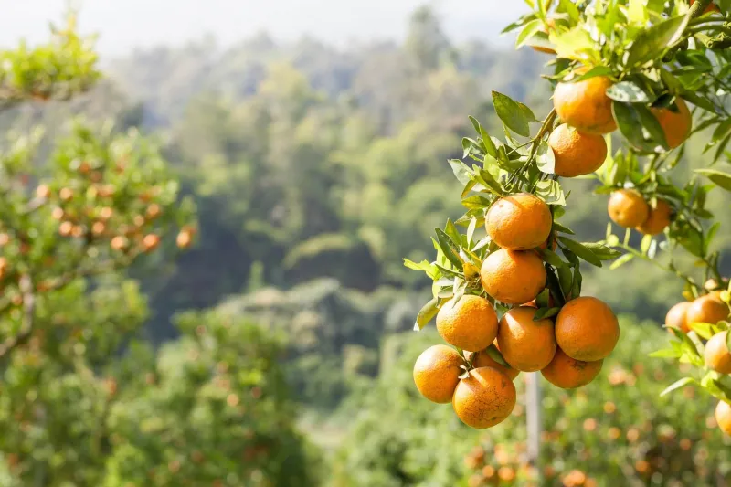 Citrus Ingredients