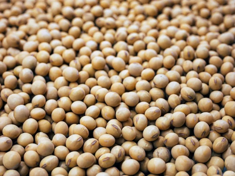 Isolated Soy Protein