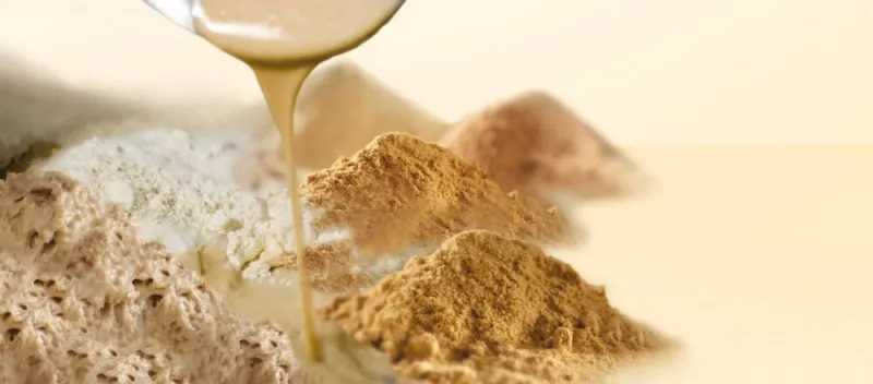 Dried Sourdough Powder